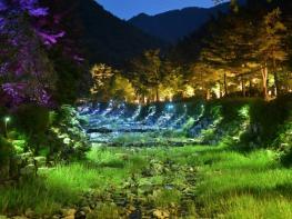 자연과 빛이 하나되는 강릉솔향수목원의 밤을 즐겨보세요 기사 이미지