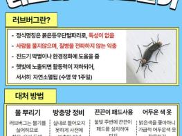 시흥시 '올해도 어김없이 찾아온 러브버그, 이렇게 대응하세요' 기사 이미지