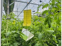 경기도농업기술원, 토마토 재배 농가 전수조사. 토마토뿔나방 방제 지원 기사 이미지