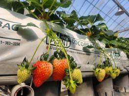 경기도농업기술원, 꽃 솎기가 필요 없는 딸기 개발. 수확량도 15% 늘어 기사 이미지