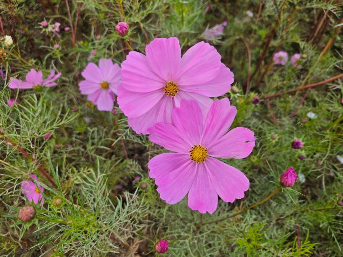 가격탄력도 오류를 고치지 않는 공교육을 찢어버려야, 챗GPT,  경제학뿐 아니라 통계, 금융, 데이터 해석 전반에서 통하는 사고방식 기사 이미지