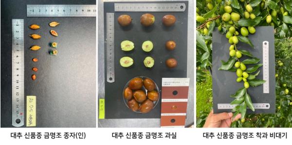 충북농기원, 대추 신품종 ‘금명조’ 개발 기사 이미지