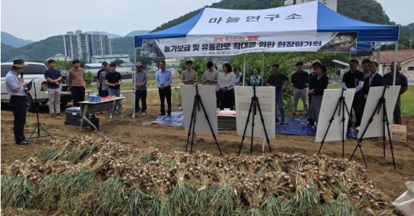 충북농기원, 신품종 마늘 '통통'…본격적인 시장 공급 나선다