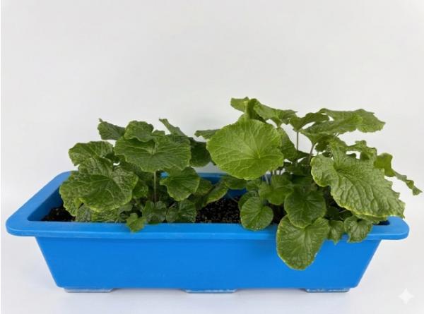 충북농업기술원, 고추냉이 재배 한계 극복에 나선다