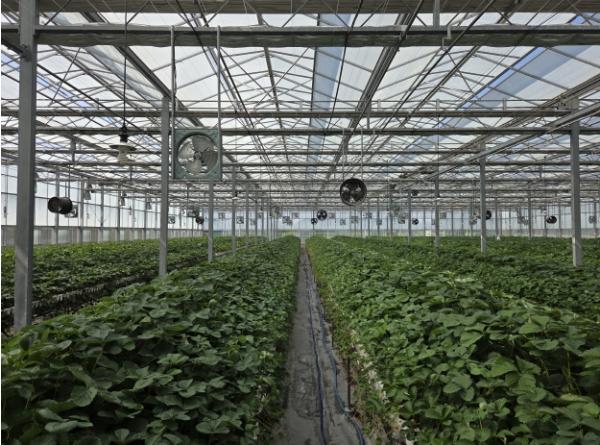 충남도 농업기술원, 폭염 지속…딸기 우량묘 생산 ‘최대 고비’