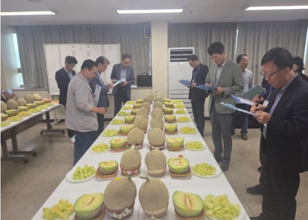 경주이사금 멜론 품질 경쟁력 높인다