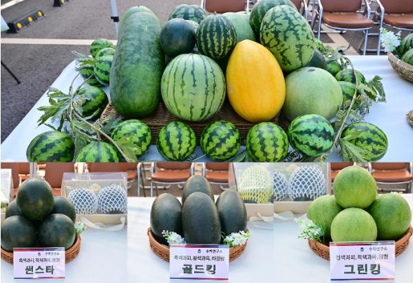 충북농업기술원 수박연구소, 중소형 수박으로 새로운 소비시장 개척