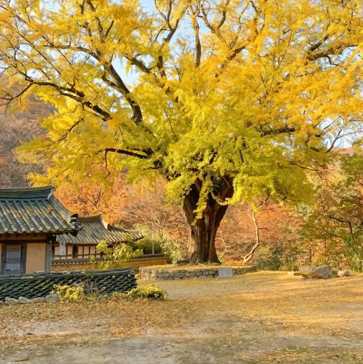 수백 년의 이야기가 깃든 황금빛 명소 경북 은행나무 노거수 BEST9