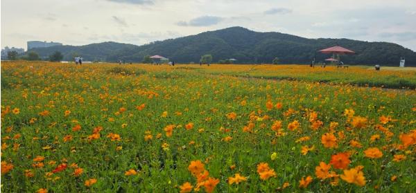 용인특례시, 기흥호수공원 황화코스모스 꽃밭 사진 명소 ‘각광’ 